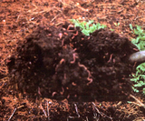ミミズが発生した堆肥土壌