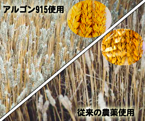 麦の発育